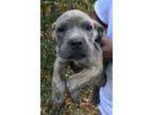 Cane Corso Puppy for sale in Summerville, GA, USA