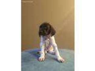 German Shorthaired Pointer Puppy for sale in Adairsville, GA, USA