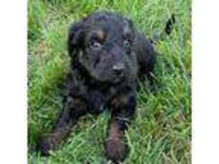 Mutt Puppy for sale in Langhorne, PA, USA