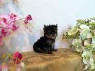 Yorkshire Terrier Puppy for sale in CULVER CITY, CA, USA
