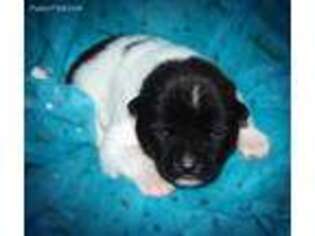 Akita Puppy for sale in Frederick, CO, USA
