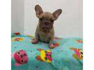 French Bulldog Puppy for sale in Middlesex, NJ, USA