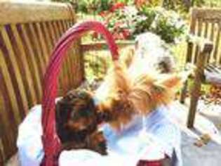 Yorkshire Terrier Puppy for sale in Springdale, AR, USA