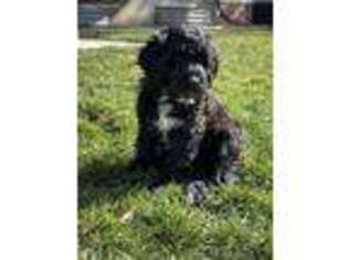 Portuguese Water Dog Puppy for sale in Ogden, UT, USA
