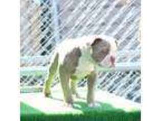 Olde English Bulldogge Puppy for sale in Ann Arbor, MI, USA