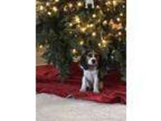 Beagle Puppy for sale in Naples, FL, USA
