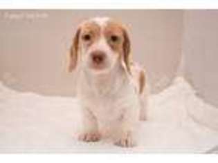Dachshund Puppy for sale in North Andover, MA, USA