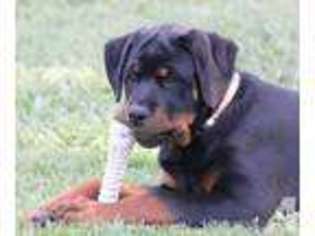 Rottweiler Puppy for sale in OROVILLE, CA, USA