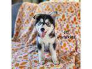 Mutt Puppy for sale in Big Stone City, SD, USA