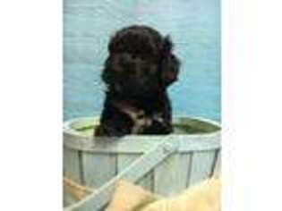 Havanese Puppy for sale in Benton City, WA, USA