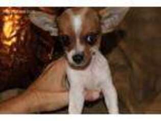 Chihuahua Puppy for sale in Sierra Vista, AZ, USA