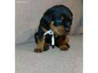 Rottweiler Puppy for sale in Mountain View, CA, USA