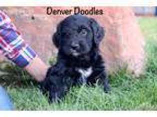 Labradoodle Puppy for sale in Denver, CO, USA
