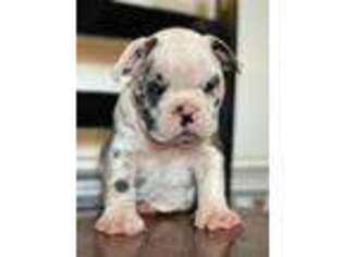 Bulldog Puppy for sale in Henderson, CO, USA
