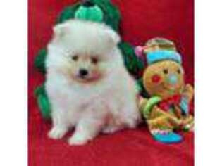 Pomeranian Puppy for sale in Marionville, MO, USA
