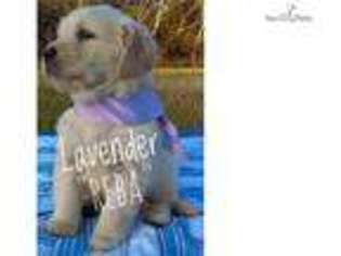 Golden Retriever Puppy for sale in Jackson, MS, USA