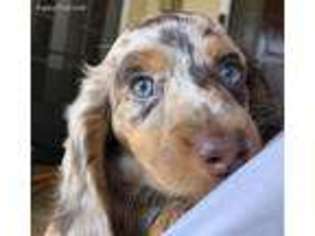 Dachshund Puppy for sale in Pasadena, CA, USA