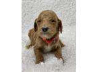 Mutt Puppy for sale in Climax, NC, USA