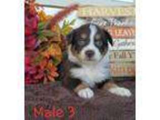 Australian Shepherd Puppy for sale in Culloden, GA, USA