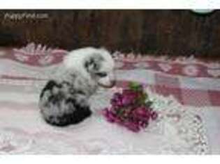 Australian Shepherd Puppy for sale in Holton, MI, USA
