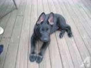 German Shepherd Dog Puppy for sale in STAUNTON, VA, USA