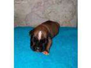 Boxer Puppy for sale in Fayetteville, NC, USA