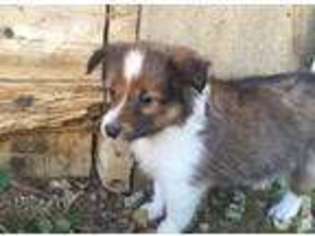 Shetland Sheepdog Puppy for sale in CANTON, OH, USA