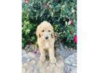 Goldendoodle Puppy for sale in Weatherford, OK, USA