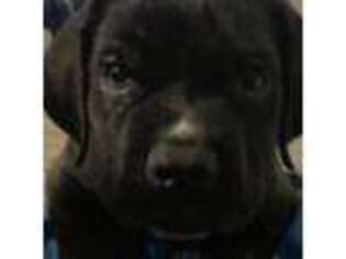 Cane Corso Puppy for sale in Winston Salem, NC, USA