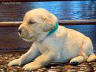 Golden Retriever Puppy for sale in Lake Charles, LA, USA