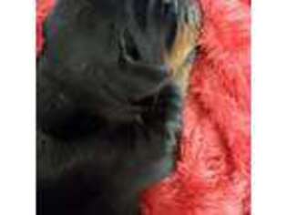 Doberman Pinscher Puppy for sale in Corinth, MS, USA