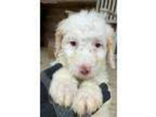 Labradoodle Puppy for sale in North Vernon, IN, USA