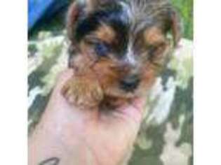 Yorkshire Terrier Puppy for sale in Six Mile, SC, USA