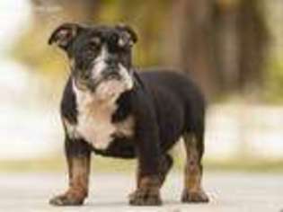 Bulldog Puppy for sale in Fort Pierce, FL, USA