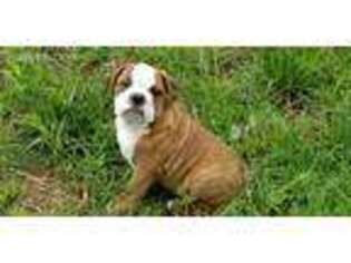 Bulldog Puppy for sale in Ford City, PA, USA