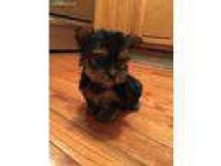 Yorkshire Terrier Puppy for sale in Meadowview, VA, USA