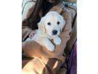 Golden Retriever Puppy for sale in Arlington, VA, USA
