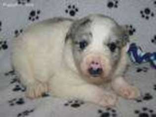 Medium Photo #1 Border Collie Puppy For Sale in Hemlock, MI, USA