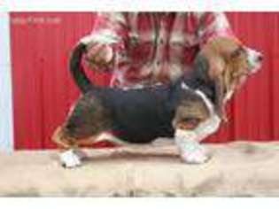 Basset Hound Puppy for sale in Paxton, IL, USA