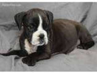 Valley Bulldog Puppy for sale in Clarkson, KY, USA