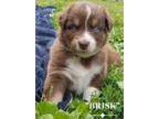 Australian Shepherd Puppy for sale in Webberville, MI, USA