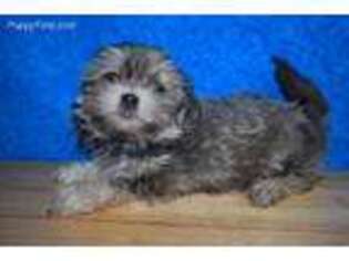 Mal-Shi Puppy for sale in Chilton, WI, USA