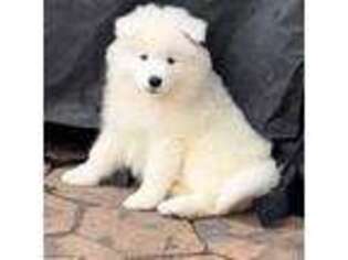 Samoyed Puppy for sale in Rising Sun, IN, USA