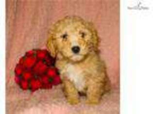Cavapoo Puppy for sale in Cambridge, OH, USA