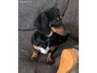 Dachshund Puppy for sale in Winthrop, MN, USA