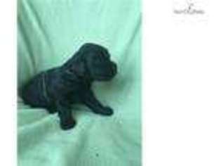 Black Russian Terrier Puppy for sale in Harrisburg, PA, USA