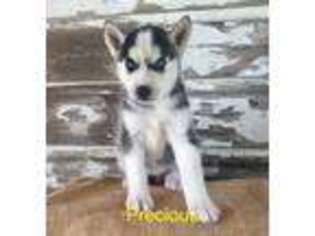 Siberian Husky Puppy for sale in Viola, AR, USA