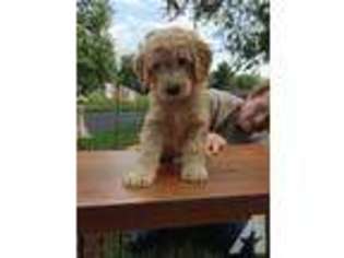 Goldendoodle Puppy for sale in CINCINNATI, OH, USA