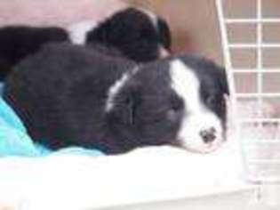 Border Collie Puppy for sale in MANTORVILLE, MN, USA