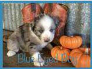 Australian Shepherd Puppy for sale in Crandall, TX, USA